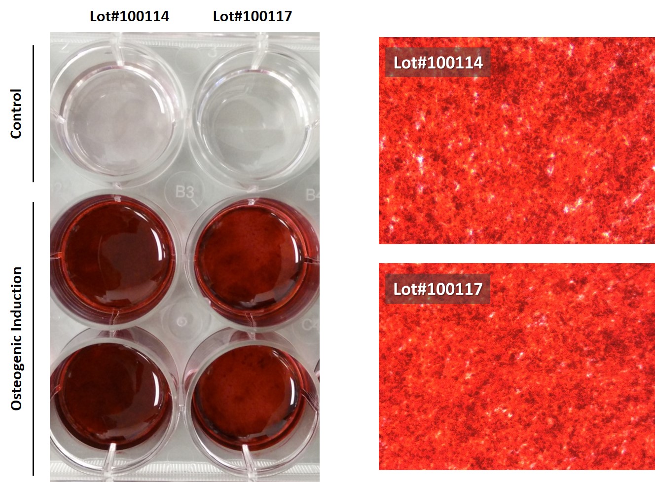 Osteogenic induction